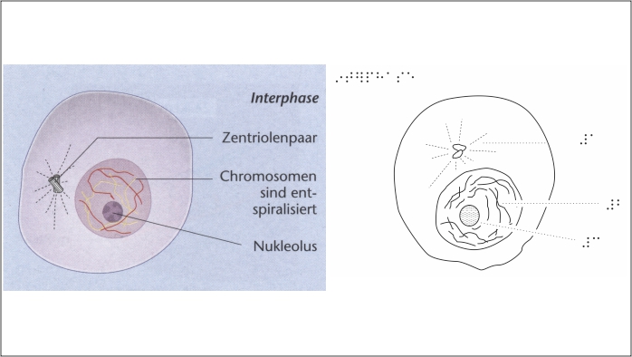 Reliefbild Biologie Reliefbild Biologie